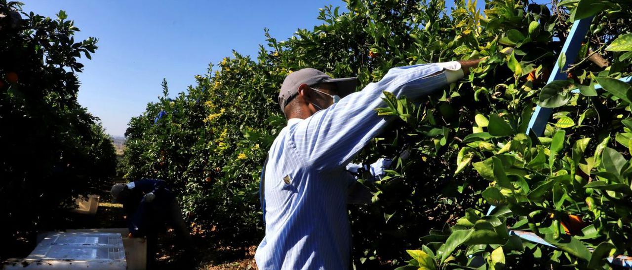 La naranja es una de las campañas que más mano de obra extranjera suele requerir.