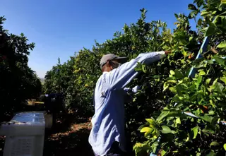 Las malas cosechas reducirán al mínimo la mano de obra extranjera