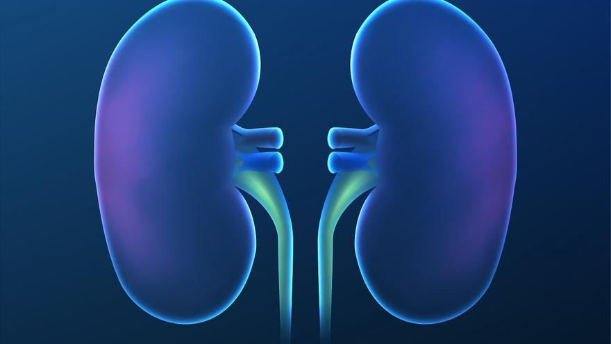 Los nefrólogos confirman que el trasplante renal con donante vivo da mejor resultado