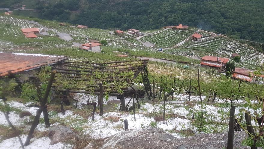 El granizo arruina la cosecha de los viñedos de San Fiz en Chantada