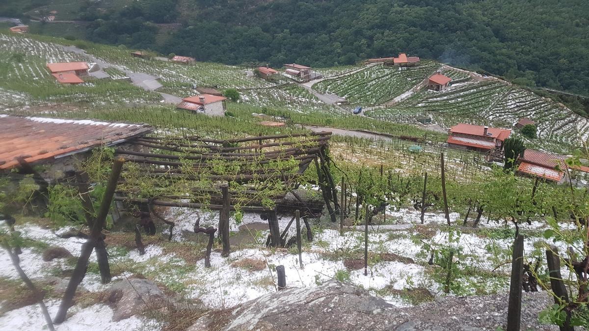 Granizo caído en los viñedos en Chantada.