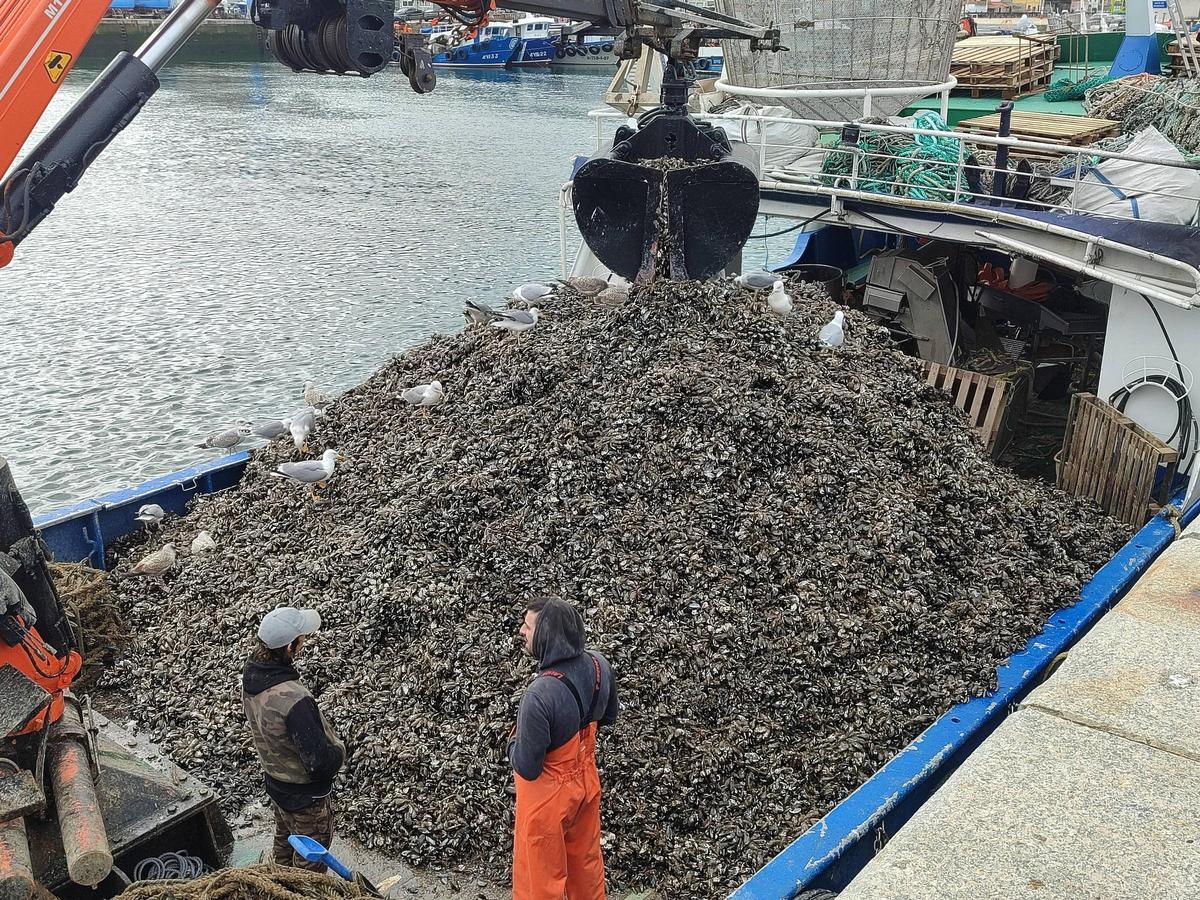 La cubierta de uno de los barcos bateeiros de Bueu completamente cargada de mejillón para descargar.