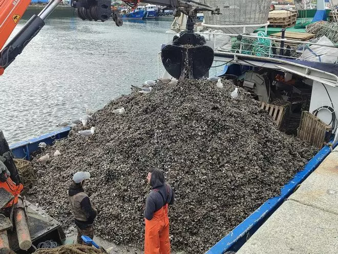 Un domingo en la batea: más de 300 toneladas de mejillón en el muelle de Bueu