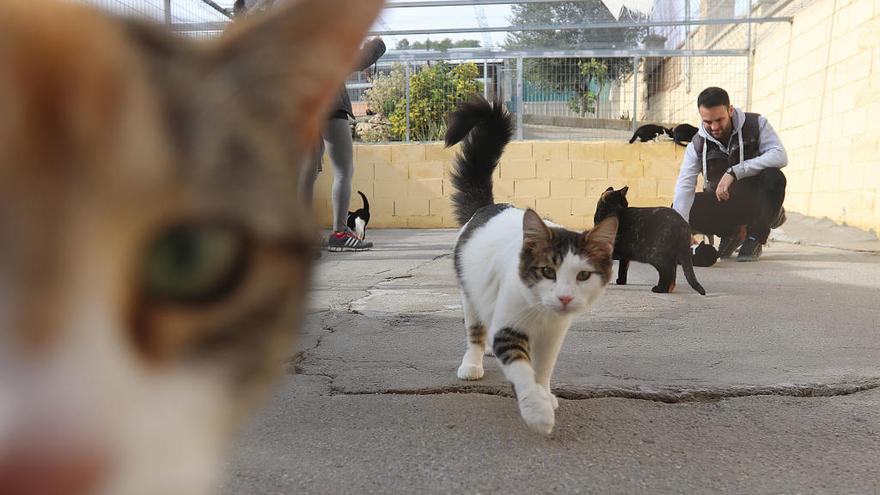 Gatos en la Protectora.