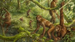 La oreja de un primate de 6 millones de años nos muestra cómo comenzamos a caminar erguidos