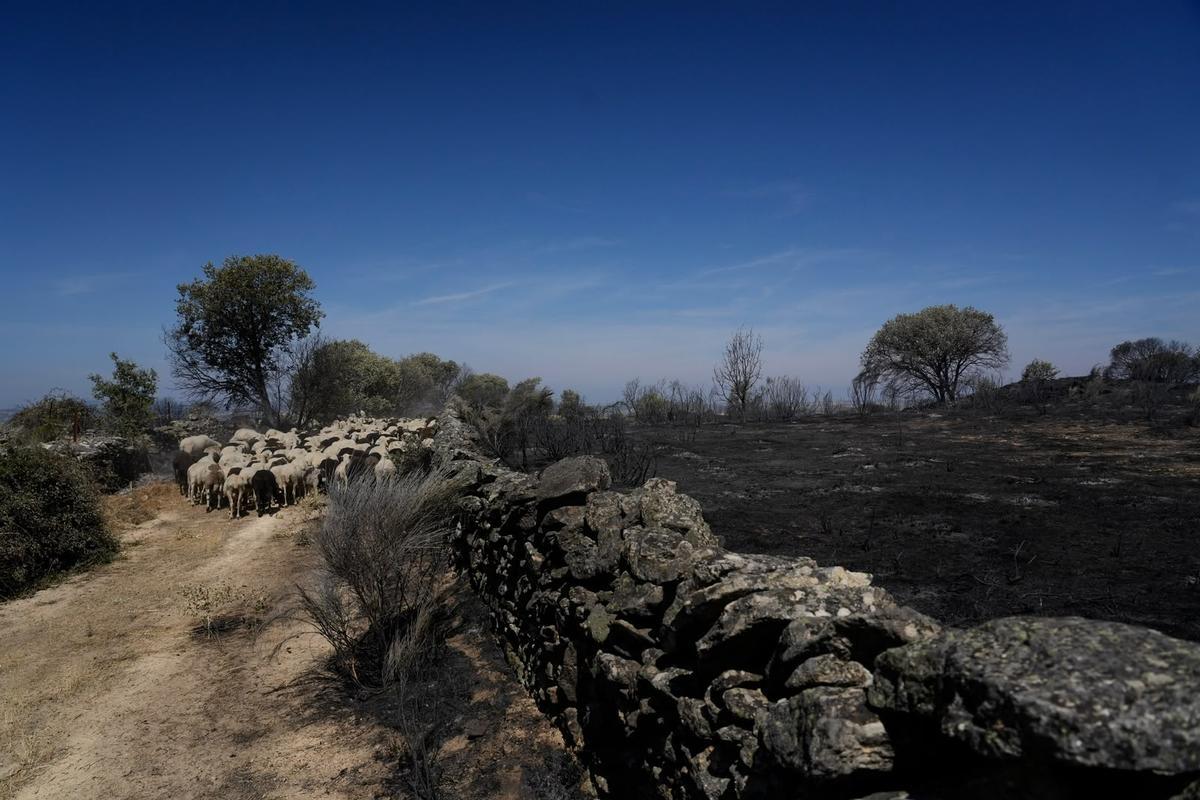 El incendio de Fermoselle arrasa los pastos.