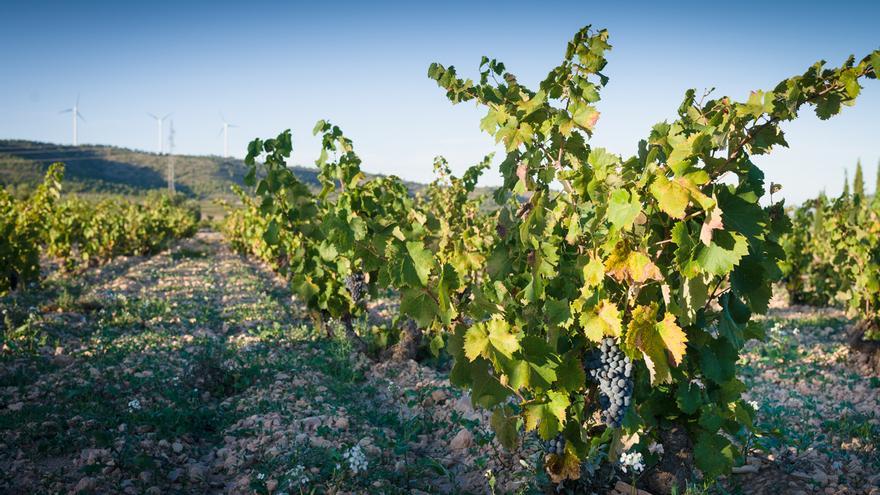 Bodegas BSI - Poniendo en valor el patrimonio vitivinícola