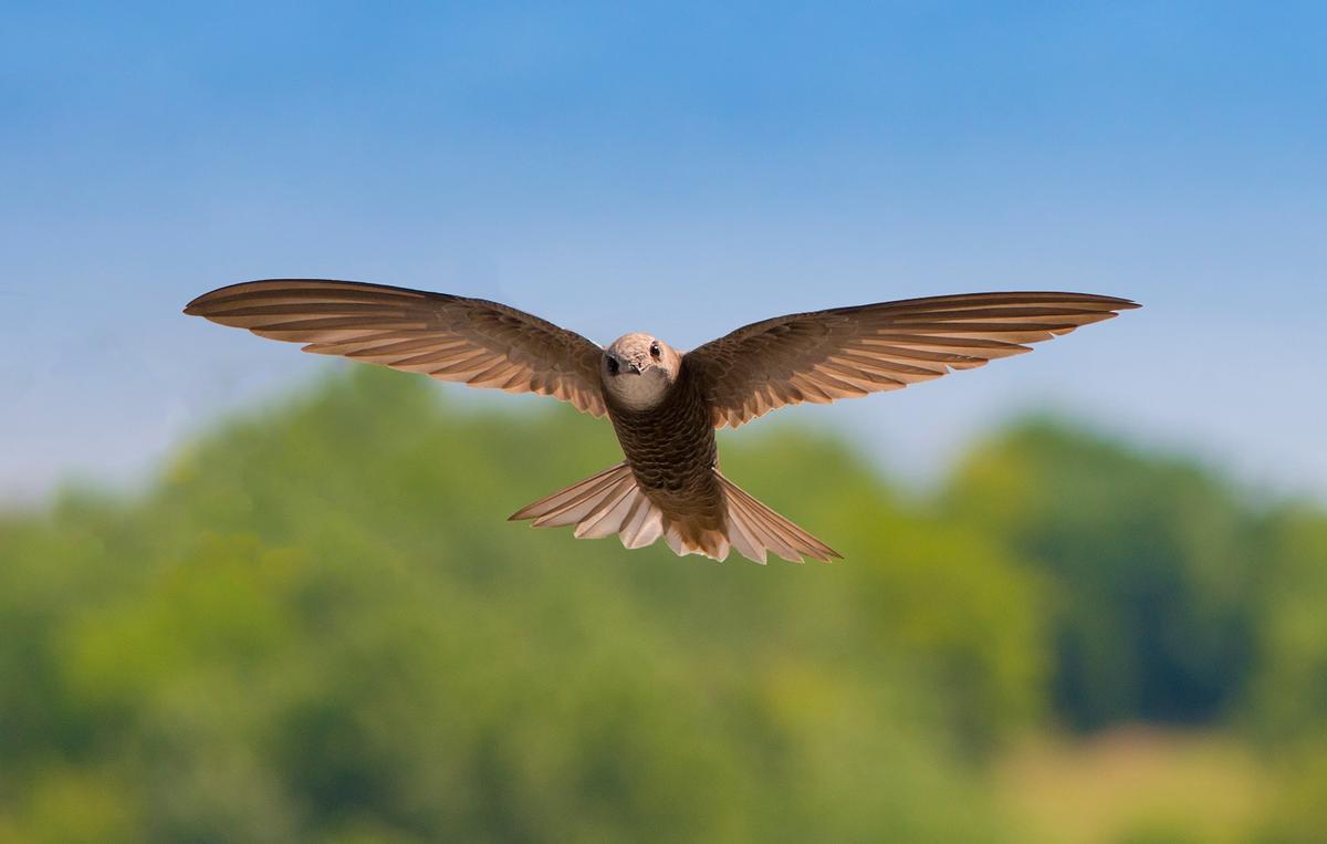 Vencejo común, otra de las especies que se va de España rumbo a sus lejanos destinos de invernada