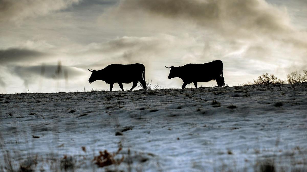 Dos vacas en el horizonte, al amanecer.