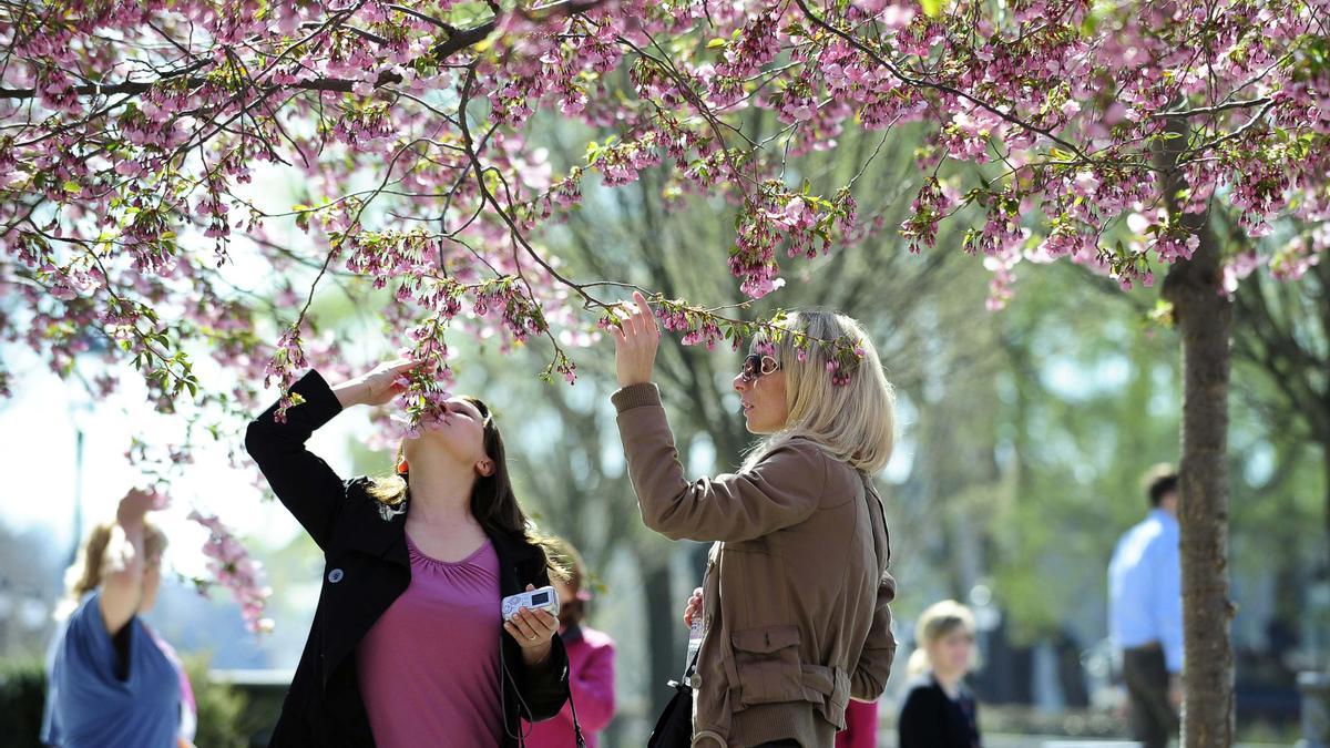 mujeres primavera cerezo estocolmo oler alergia