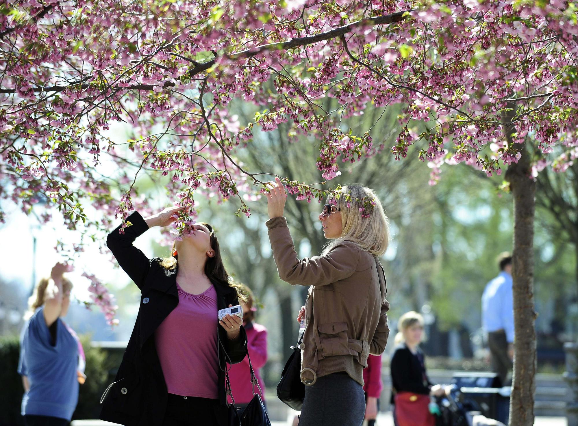 mujeres primavera cerezo estocolmo oler alergia