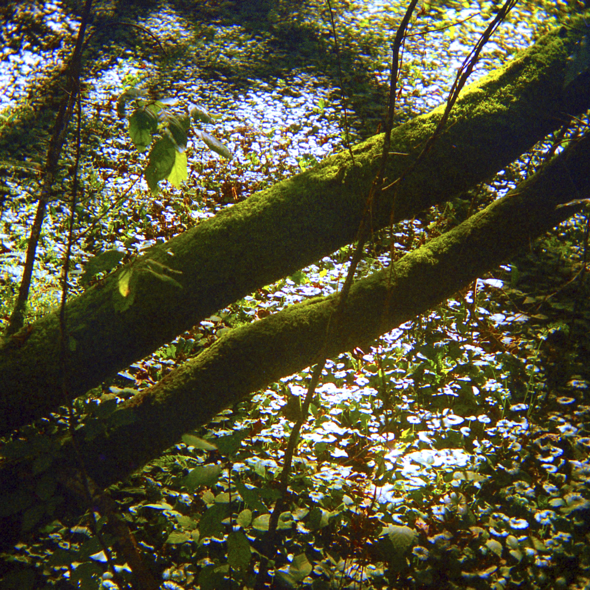 Fotografía de la serie 'Bosque Animado', del año 2024.