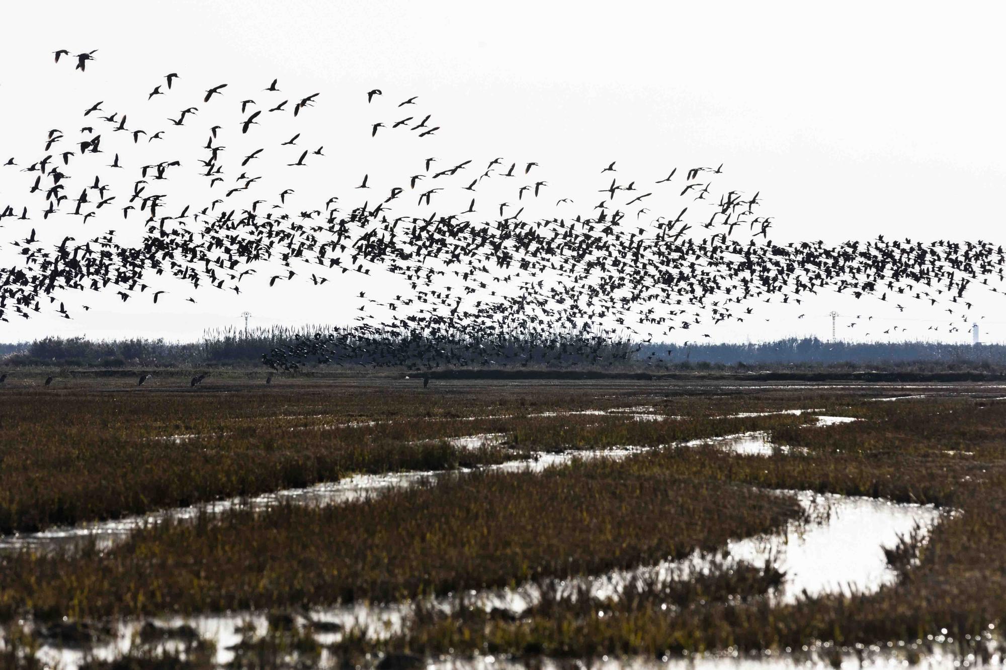 El picatort toma l'Albufera