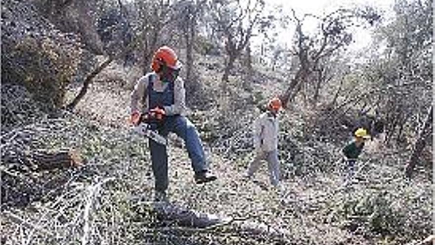 Uns operaris netegen un bosc malmès per les nevades a Palamós.