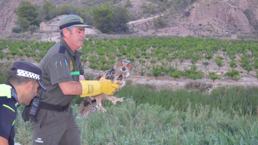 Ponen en libertad al búho real encontrado por un vecino de Mula