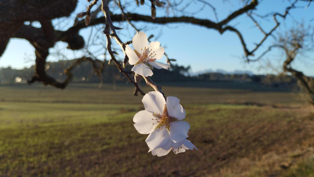 Primeres flors d’ametllers.