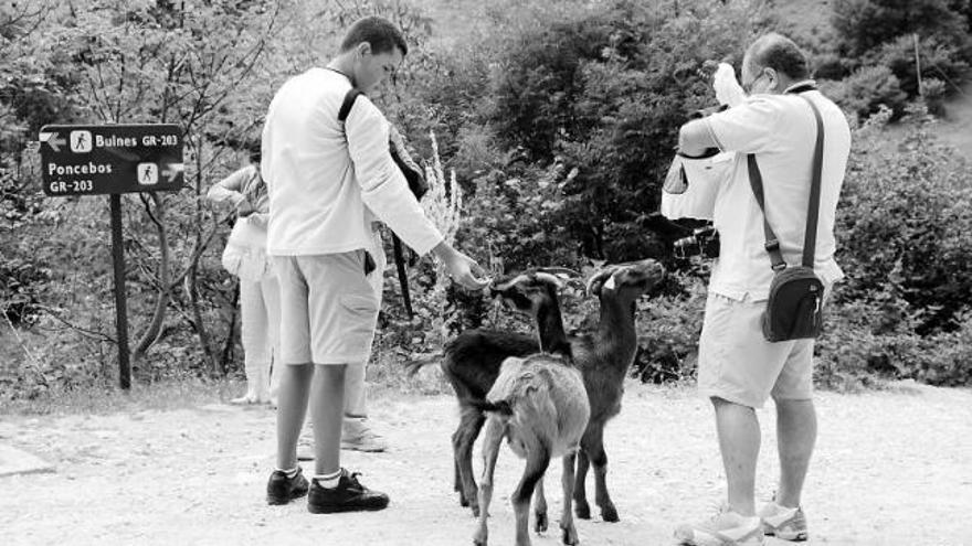 Un grupo de turistas ofrece comida a las cabras del funicular de Bulnes.