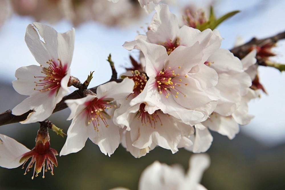 Mandelblüte