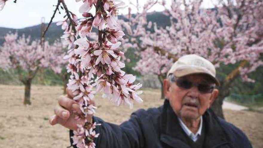 La floración de los almendros se ha retrasado este año, lo que reduce los riesgos en materia de heladas.