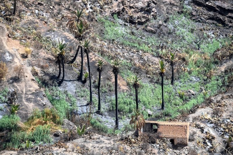 15-10-19 SUPLEMENTOS. ZONA CUMBRERA. ZONA CUMBRERA. Reportaje zonas quemadas tras dos meses. Reportaje triple entrega sobre el paisaje quemado, al cumplirse dos meses. La primera parte será Los tesosos de la Cumbre, en plan más positivo, con los brotes verdes, lugares que visitar. Un segundo con los héroes sin capa, sus protagonistas y una tercera con Lo que el fuego se llevó o Lo perdido, la parte más triste.  Fotos: Juan Castro.  | 15/10/2019 | Fotógrafo: Juan Carlos Castro