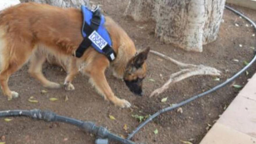 La perra &#039;Sara&#039; de la Policía Local descubre hachís enterrado