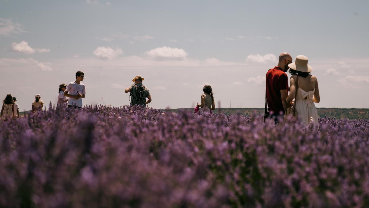 Los campos de lavanda de Brihuega se llenarán de vida este verano con numerosas actividades para todas las edades