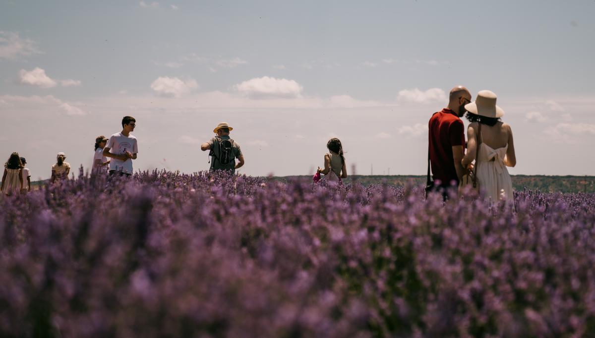 Turistas en uno de los campos de lavanda al norte de Brihuega.