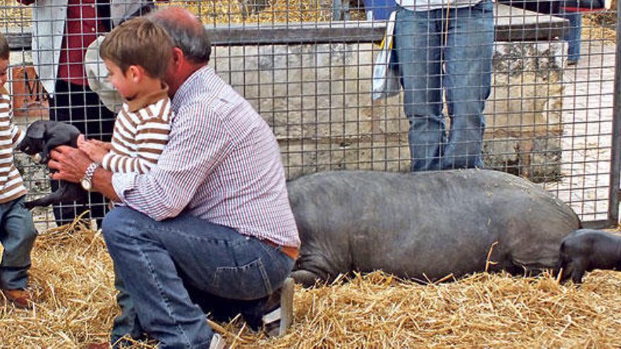 El presidente de la asociación de criadores de Porc Negre instaló un corral en el que los niños podían acariciar unos lechones de esta raza autóctona