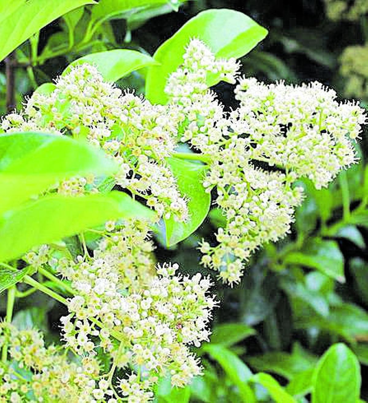 MAYO. El viburno dulce nos regala en primavera unos ramilletes de flores en forma de cono que desprenden un olor dulce y agradable (de ahí su nombre científico, Viburnum odoratissimum). Resistente a condiciones adversas, su fruto cambia del rojo al negro al madurar. Se emplea en setos y barreras que aíslan del ruido por ser un arbusto denso que no pierde la hoja.