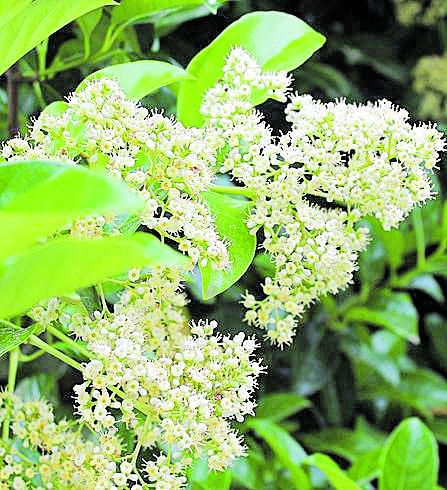 MAYO. El viburno dulce nos regala en primavera unos ramilletes de flores en forma de cono que desprenden un olor dulce y agradable (de ahí su nombre científico, Viburnum odoratissimum). Resistente a condiciones adversas, su fruto cambia del rojo al negro al madurar. Se emplea en setos y barreras que aíslan del ruido por ser un arbusto denso que no pierde la hoja.