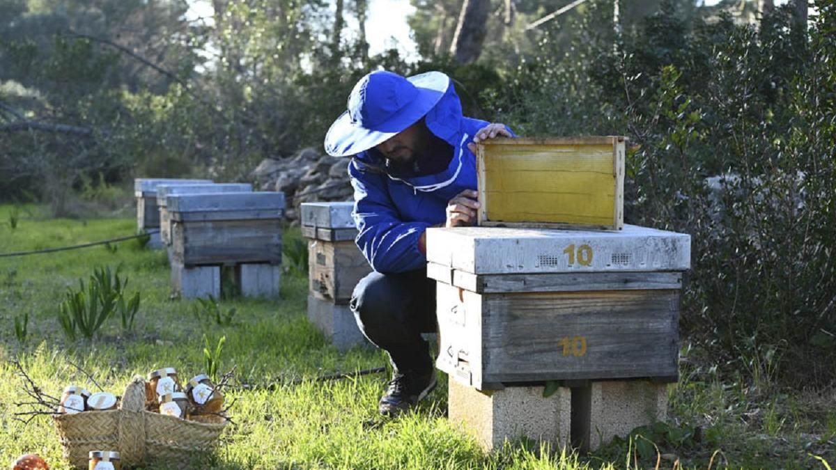 La miel ecológica que nace del Montgó