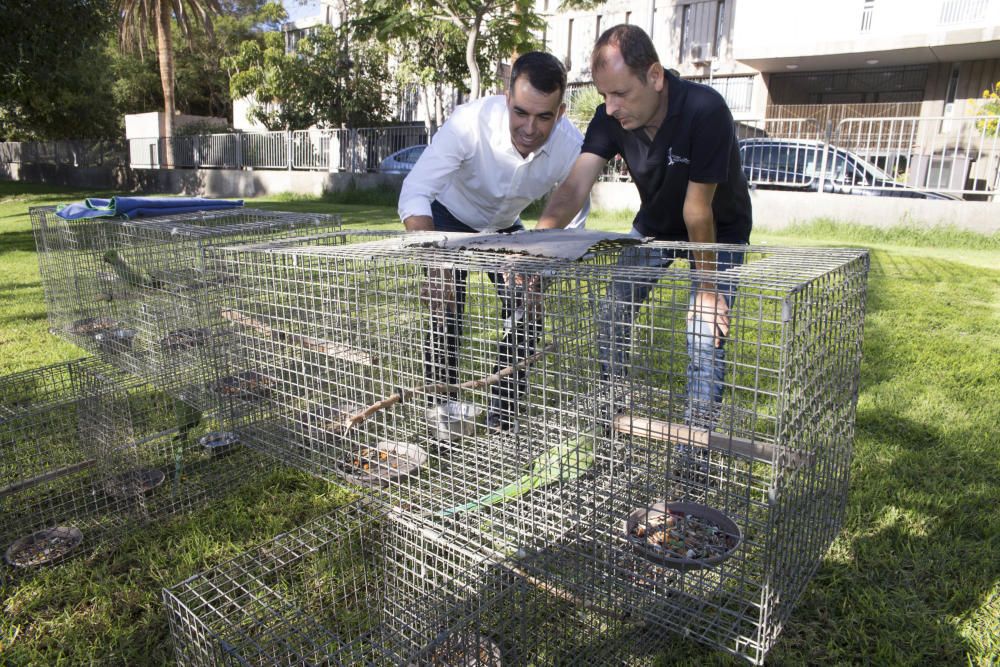 Campaña de capturas de cotorras en Santa Cruz