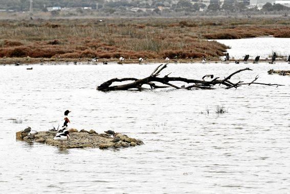 Das Naturschutzgebiet S'Albufera wird 30 Jahre alt - und steckt in einer tiefen Krise. Umweltschützer schlagen Alarm, die Politik bleibt weitgehend untätig.