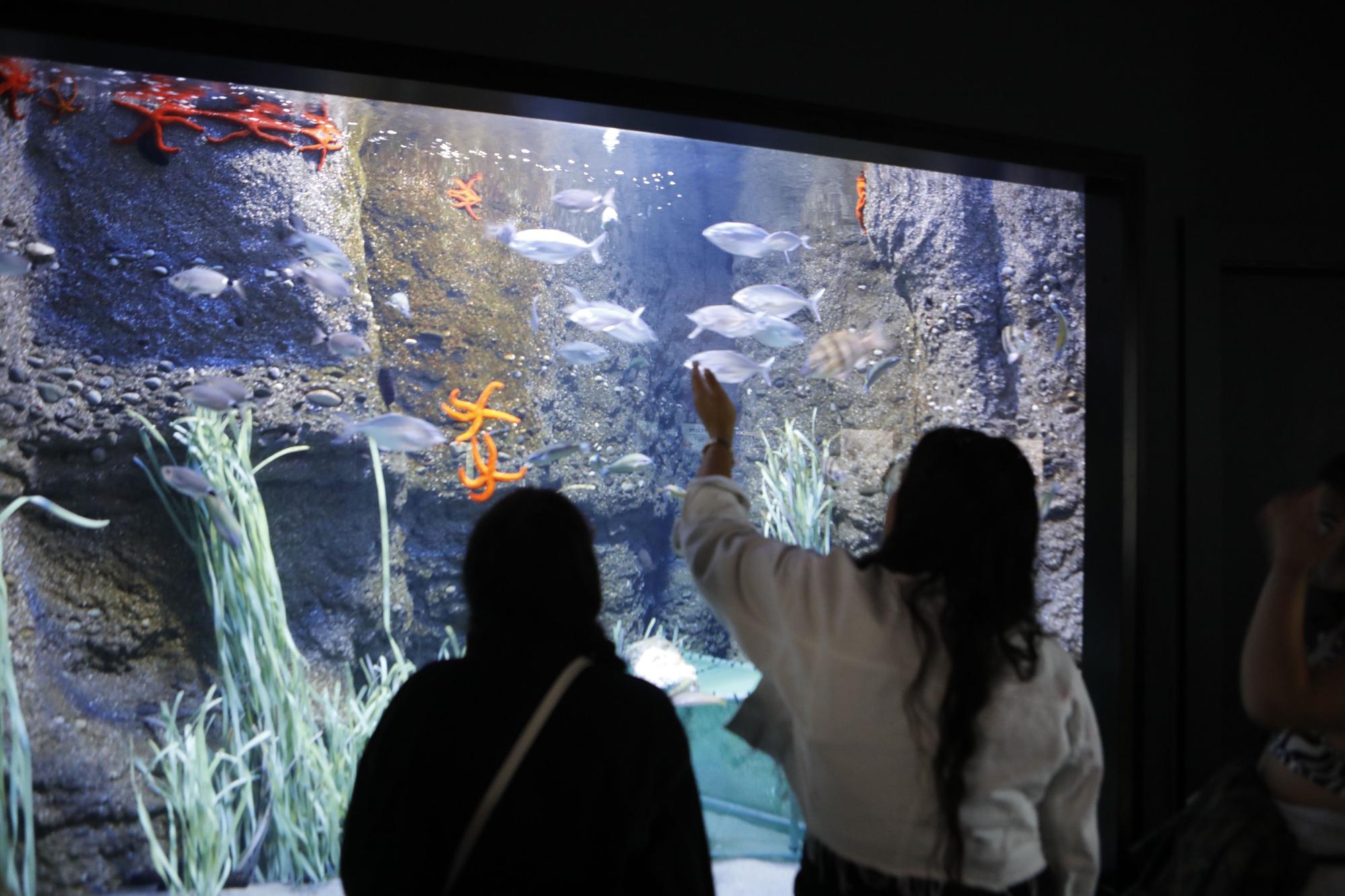 En imágenes: Así funciona por dentro del Acuario de Gijón