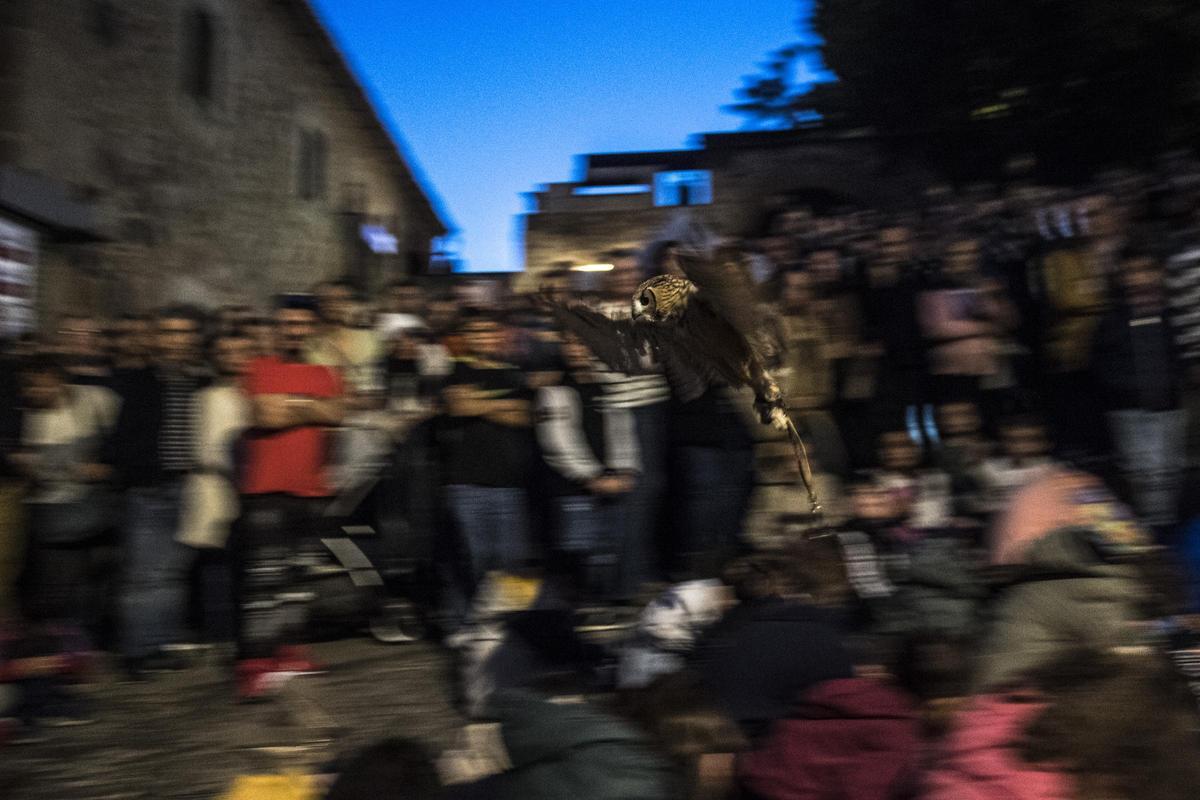 GALERÍA | Así es el Mercado Medieval de Cáceres con el regreso de la cetrería GALERÍA | Así es el Mercado Medieval de Cáceres con el regreso de la cetrería