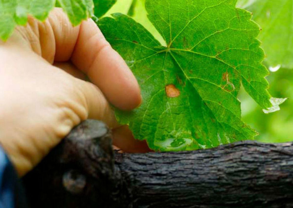 El aspecto de la black rot en las hojas. | // EFA