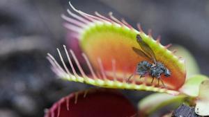 Las 4 plantas que necesitas en casa para echar a los mosquitos