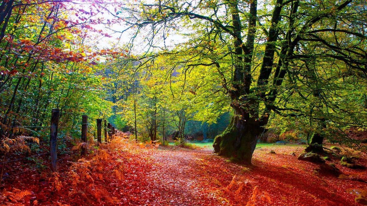 Selva de Irati, Navarra