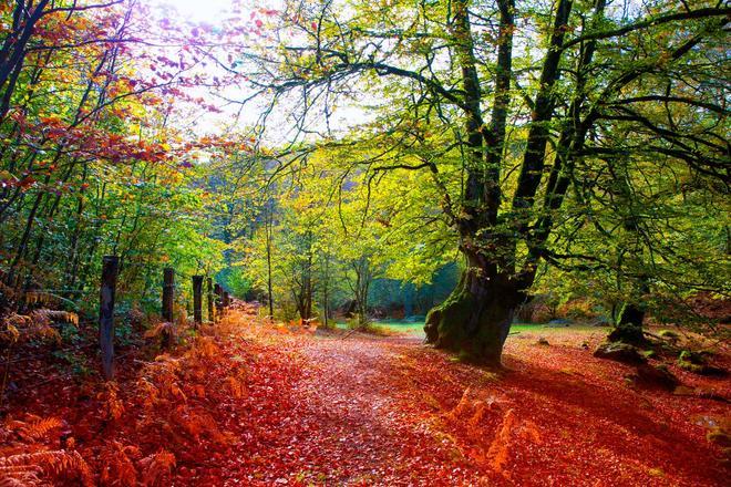 Selva de Irati, Navarra