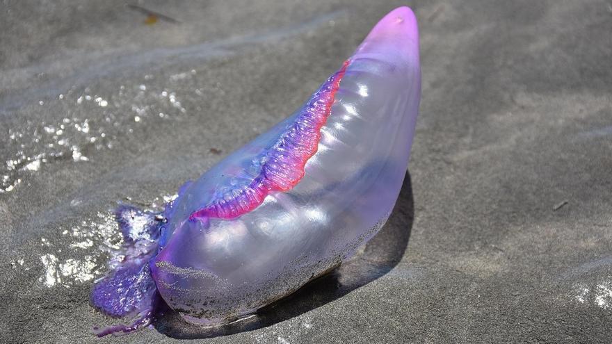 La carabela portuguesa es una de las medusas más peligrosas