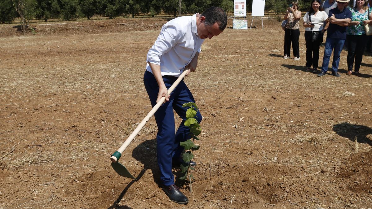 Ordeig, plantant un avellaner.