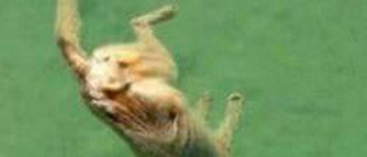 Un perro ahogado en Alginet moviliza más de 10.000 firmas contra el maltrato animal