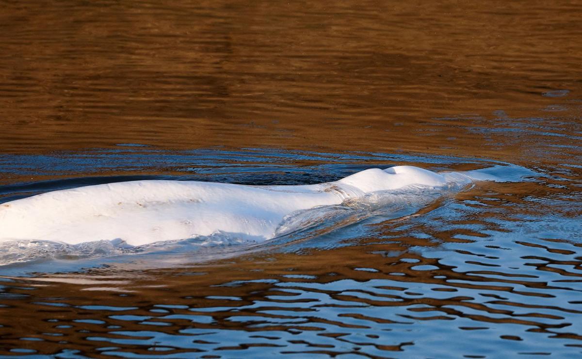Saint-pierre-la-garenne (France), 09/08/2022.- Beluga whale that strayed into France’s Seine river swims near the Notre-Dame-de-la-Garenne lock-in Saint-Pierre-la-Garenne, France, 09 August 2022. The strayed whale was first spotted on 02 August and a rescue operation will be conducted to move the beluga to a salt water basin before an eventual return to the marine environment. (Francia) EFE/EPA/BENOIT TESSIER / POOL MAXPPP OUT