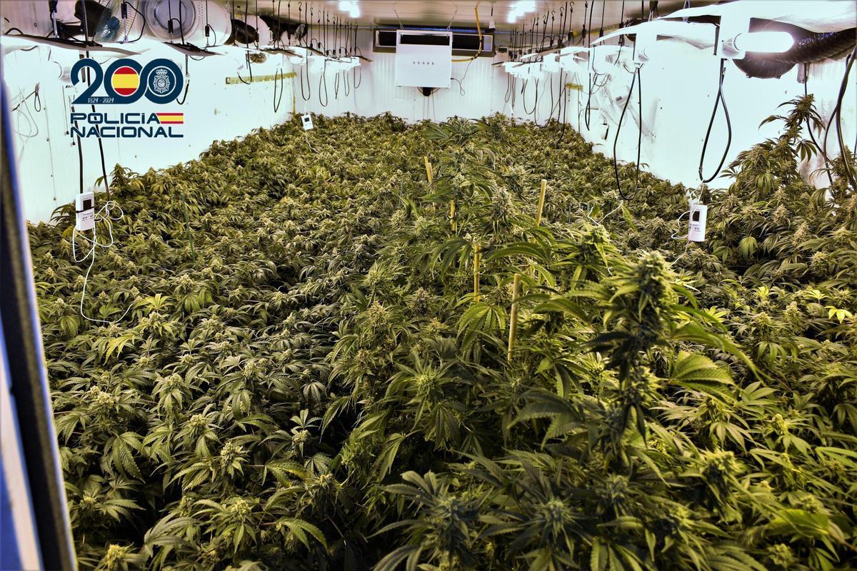 Los agentes intervinieron casi dos mil plantas de marihuana.