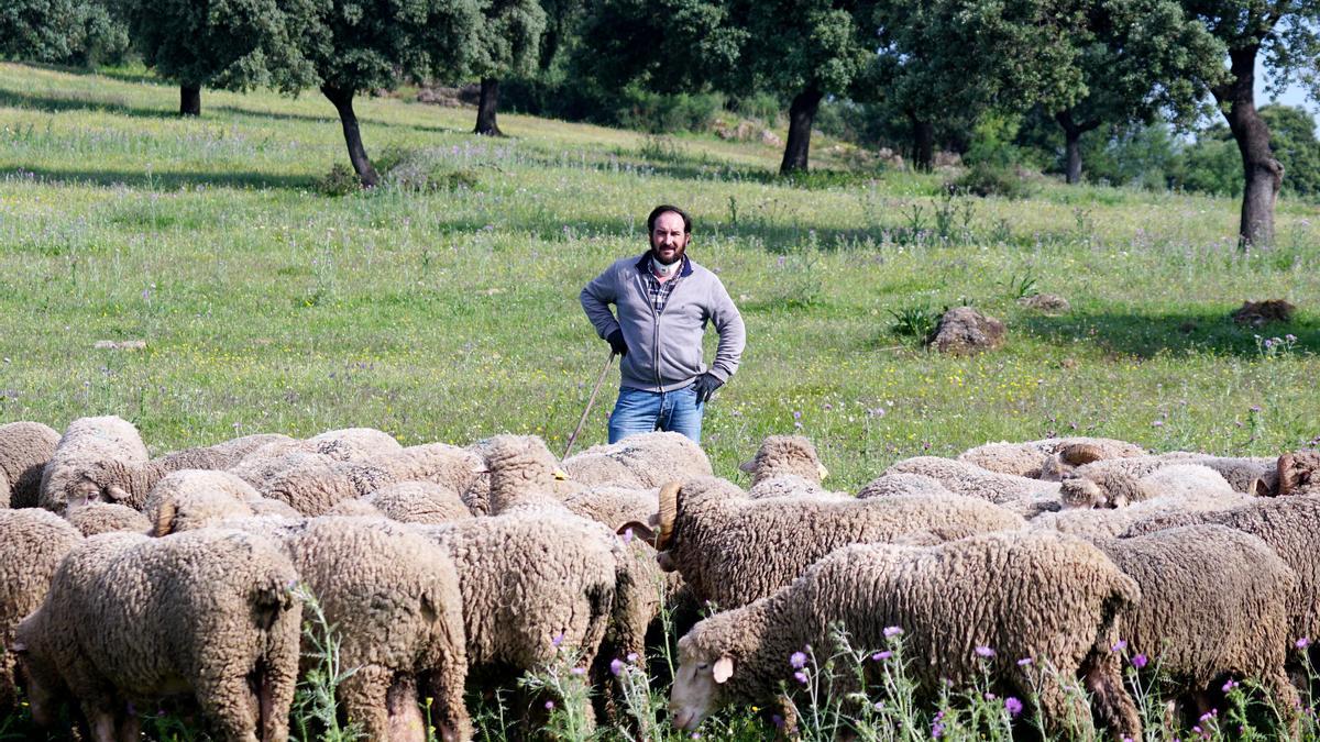 Felipe Molina, responsable de la ganadería Las Albaidas, con sus ovejas.