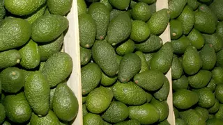 Mangos y aguacates impulsan a España como primera potencia productora de frutas exóticas en Europa