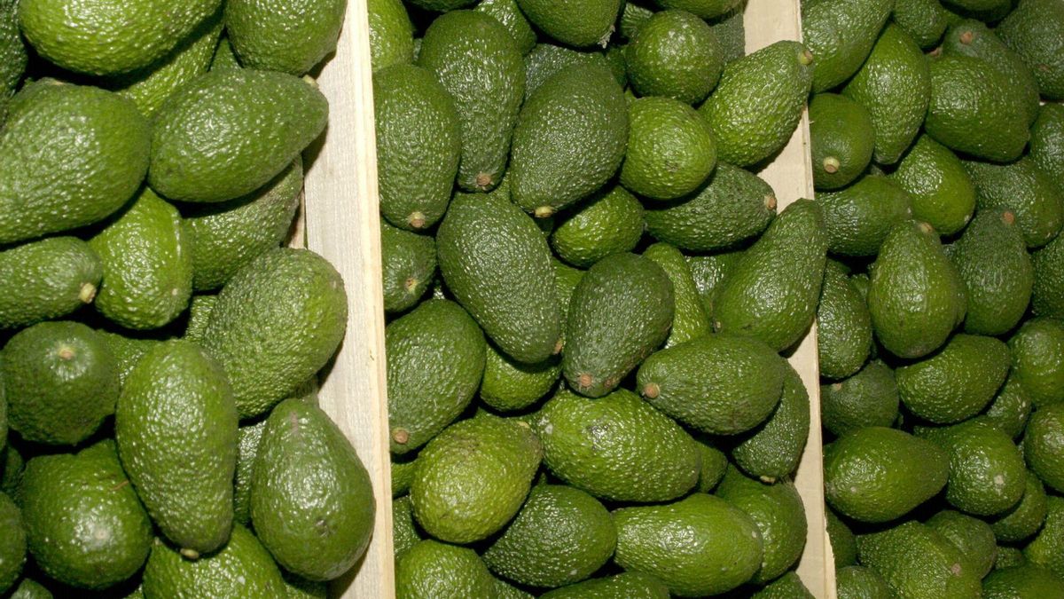 Mangos y aguacates impulsan a España como primera potencia productora de frutas exóticas en Europa