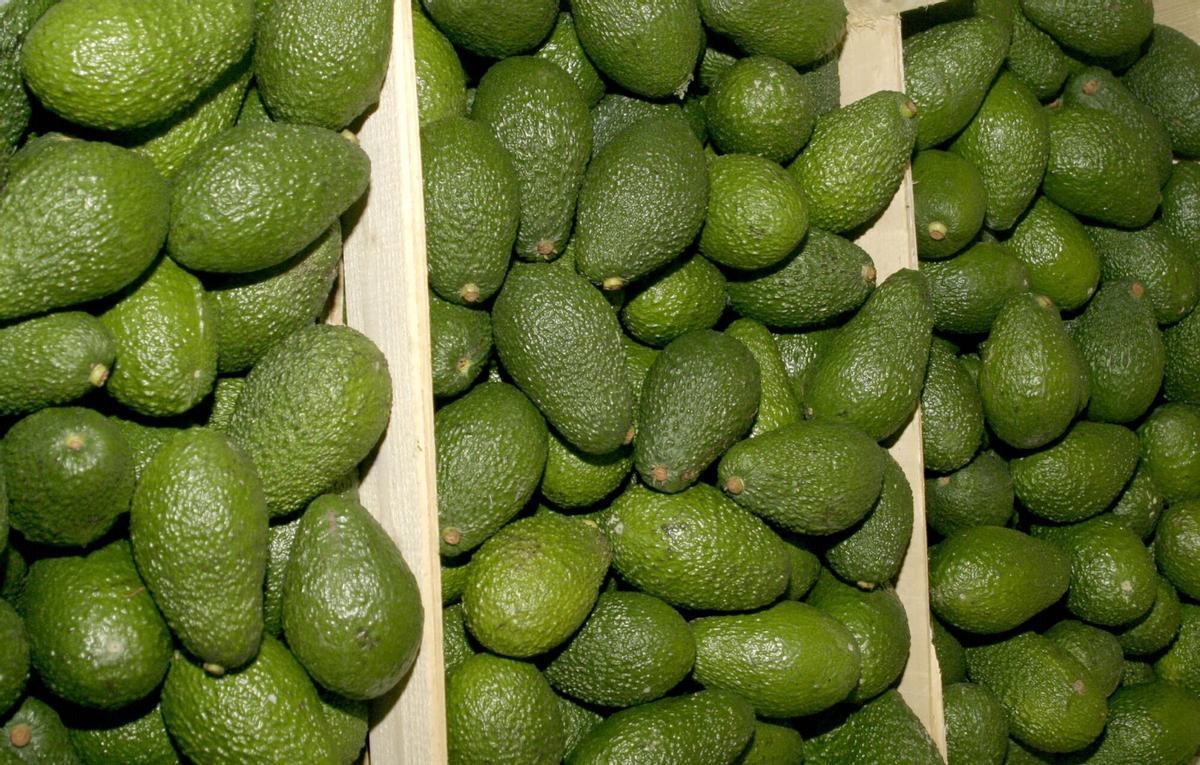 Aguacates cultivados en la Comunidad Valenciana.
