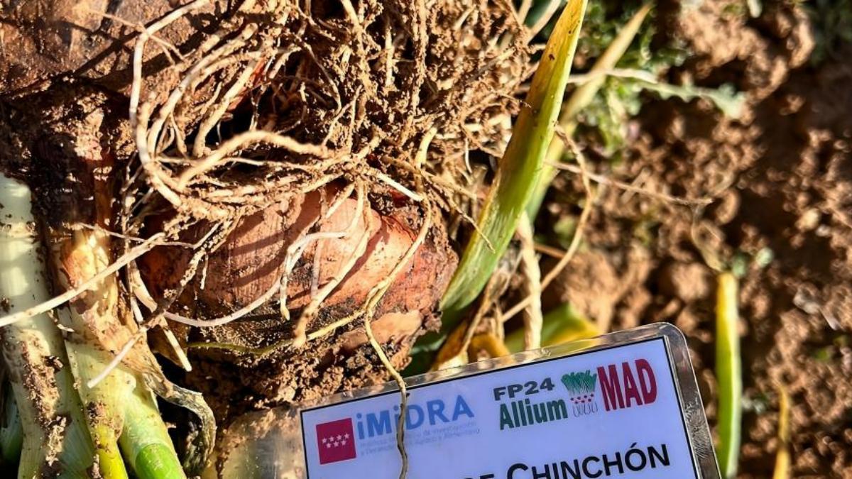 Cebolla morada de Chinchón.