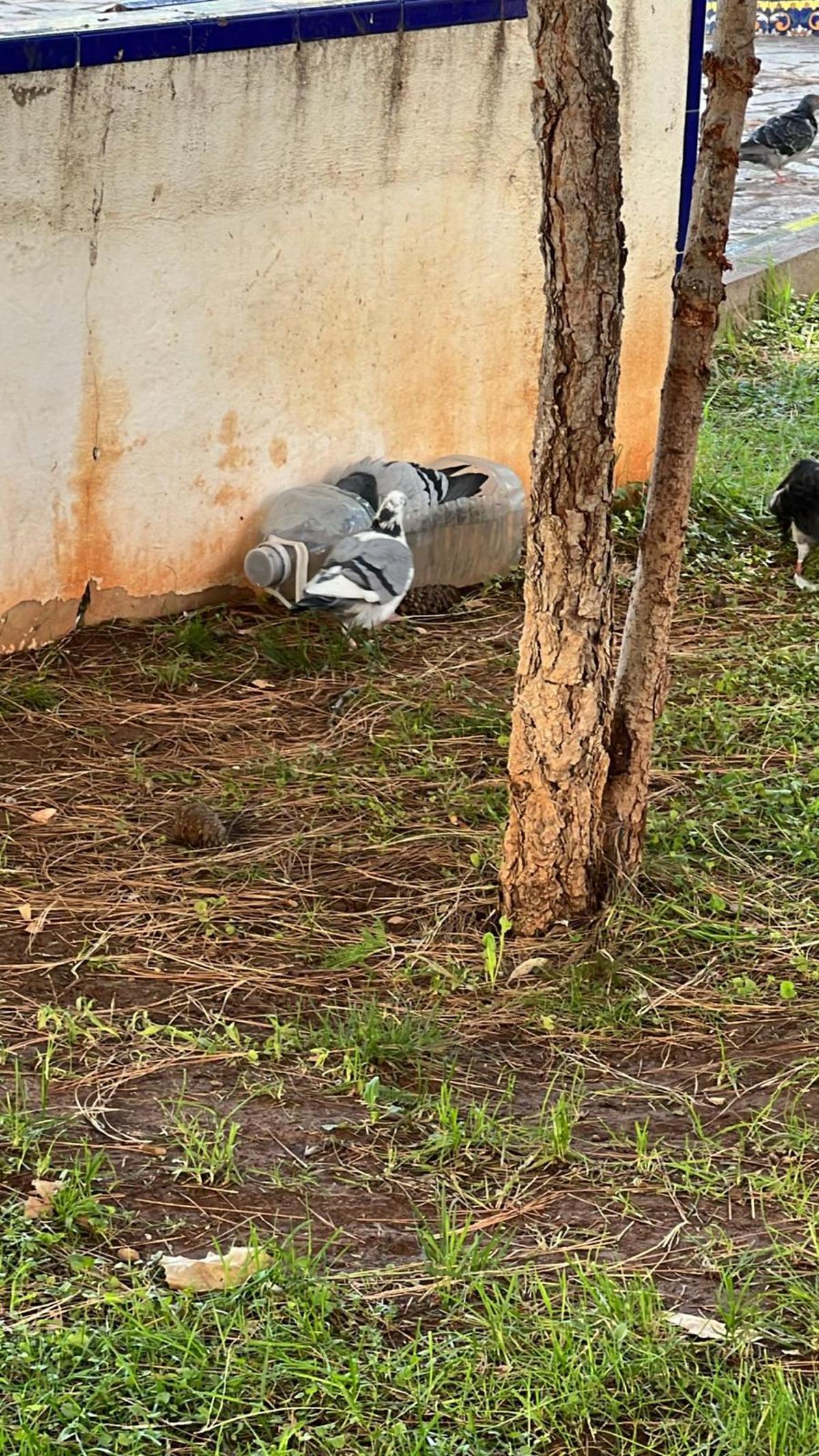 Fotogalería I Las palomas y tórtolas 'toman' el emblemático jardín de Sant Pasqual de Vila-real